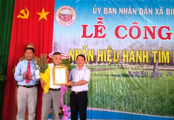 Người dân Bình Hải với nghề hành tím