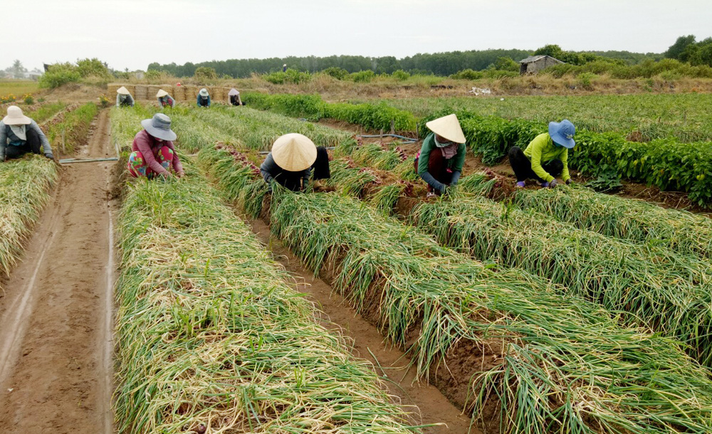 Quy mô vùng trồng Hành tím Bình Hải