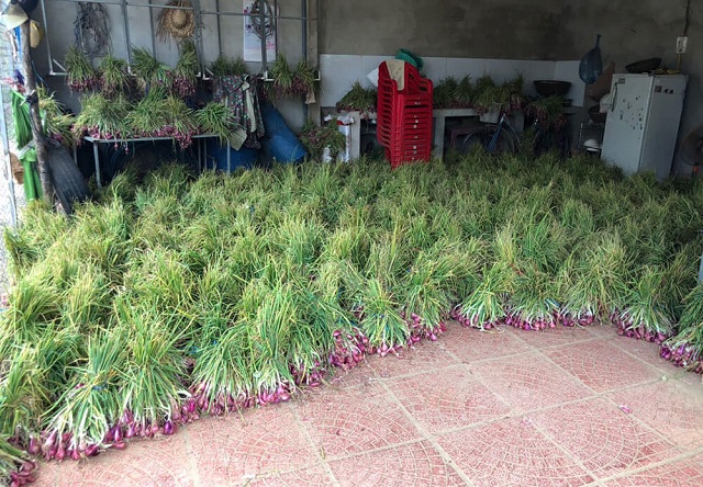 Sản lượng hành tím Bình Hải