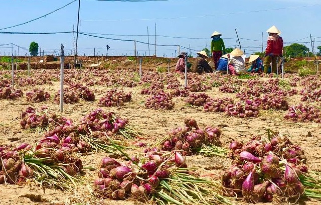 Vùng trồng hành tím Bình Hải